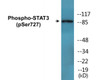 STAT3 Phospho-Ser727 Colorimetric Cell-Based ELISA Kit