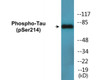 Tau Phospho-Ser214 Colorimetric Cell-Based ELISA Kit