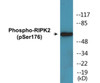 RIPK2 Phospho-Ser176 Colorimetric Cell-Based ELISA Kit