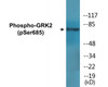 GRK2 Phospho-Ser685 Colorimetric Cell-Based ELISA Kit