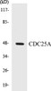 Cell Cycle ELISA Kits CDC25A Colorimetric Cell-Based ELISA Kit