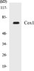Metabolism Cox1 Colorimetric Cell-Based ELISA Kit