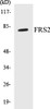 FRS2 Colorimetric Cell-Based ELISA Kit