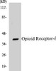 Opioid Receptor-delta Colorimetric Cell-Based ELISA Kit