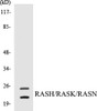 RASH/RASK/RASN Colorimetric Cell-Based ELISA Kit