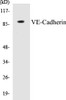 Cell Biology VE-Cadherin Colorimetric Cell-Based ELISA Kit