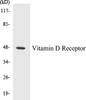 Epigenetics and Nuclear Signaling Vitamin D Receptor Colorimetric Cell-Based ELISA Kit