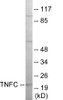 TNFC Colorimetric Cell-Based ELISA