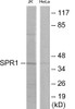 OGR-1 Colorimetric Cell-Based ELISA