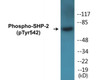SHP-2 Phospho-Tyr542 Colorimetric Cell-Based ELISA Kit