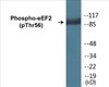 eEF2 Phospho-Thr56 Colorimetric Cell-Based ELISA Kit