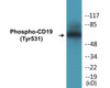 CD19 Phospho-Tyr531 Colorimetric Cell-Based ELISA Kit
