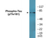 Tau Phospho-Thr181 Colorimetric Cell-Based ELISA Kit