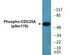 CDC25A Phospho-Ser178 Colorimetric Cell-Based ELISA Kit