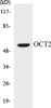Epigenetics and Nuclear Signaling OCT2 Colorimetric Cell-Based ELISA Kit