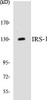 IRS-1 Colorimetric Cell-Based ELISA Kit