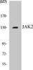 Immunology JAK2 Colorimetric Cell-Based ELISA Kit