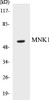 Signal Transduction MNK1 Colorimetric Cell-Based ELISA Kit