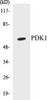 Epigenetics and Nuclear Signaling PDK1 Colorimetric Cell-Based ELISA Kit