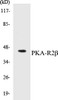 PKA-R2beta Colorimetric Cell-Based ELISA Kit