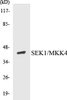 Cell Death SEK1/MKK4 Colorimetric Cell-Based ELISA Kit