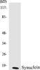 Synuclein Colorimetric Cell-Based ELISA Kit