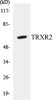 TRXR2 Colorimetric Cell-Based ELISA Kit