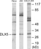 Cell Biology DLX5 Colorimetric Cell-Based ELISA