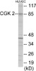 CGK 2 Colorimetric Cell-Based ELISA