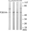 PFKFB1/4 Colorimetric Cell-Based ELISA