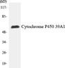 Metabolism Cytochrome P450 2C19 Colorimetric Cell-Based ELISA