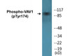 VAV1 Phospho-Tyr174 Colorimetric Cell-Based ELISA Kit