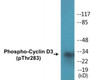 Cyclin D3 Phospho-Thr283 Colorimetric Cell-Based ELISA Kit