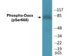 Daxx Phospho-Ser668 Colorimetric Cell-Based ELISA Kit