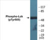 Lck Phospho-Tyr505 Colorimetric Cell-Based ELISA Kit