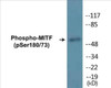 MITF Phospho-Ser180/73 Colorimetric Cell-Based ELISA Kit