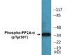 PP2A-alpha Phospho-Tyr307 Colorimetric Cell-Based ELISA Kit