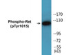 Ret Phospho-Tyr1015 Colorimetric Cell-Based ELISA Kit