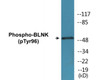 BLNK Phospho-Tyr96 Colorimetric Cell-Based ELISA Kit