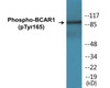 BCAR1 Phospho-Tyr165 Colorimetric Cell-Based ELISA Kit