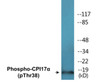 CPI17alpha Phospho-Thr38 Colorimetric Cell-Based ELISA Kit