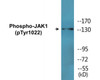 JAK1 Phospho-Tyr1022 Colorimetric Cell-Based ELISA Kit