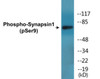 Synapsin1 Phospho-Ser9 Colorimetric Cell-Based ELISA Kit