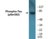 Tau Phospho-Ser262 Colorimetric Cell-Based ELISA Kit
