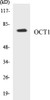 Epigenetics and Nuclear Signaling OCT1 Colorimetric Cell-Based ELISA Kit