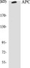 Metabolism APC Colorimetric Cell-Based ELISA Kit