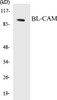 Cell Biology BL-CAM Colorimetric Cell-Based ELISA Kit