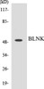 Immunology BLNK Colorimetric Cell-Based ELISA Kit