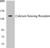 Calcium Sensing Receptor Colorimetric Cell-Based ELISA Kit