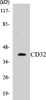 Immunology CD32 Colorimetric Cell-Based ELISA Kit
